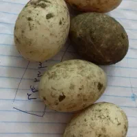 تخم نطفه دار اردک اسرائیلی