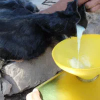 روغن بز تازه منطقه دینارون