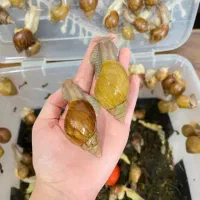 استخدام کار در منزل پرورش حلزون مناسب همه افراد