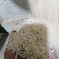 فروش عمده برنج کامفیروزی|خوردنی و آشامیدنی|شیراز, گلستان|دیوار