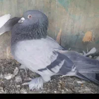 کبوتر