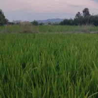 برنج لنجان صحرای نکوآباد|خوردنی و آشامیدنی|مبارکه, |دیوار