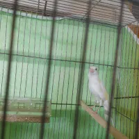 قناری نر|پرنده|سلماس, |دیوار