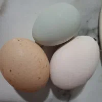 فروش تخم آبی نژاد اراکانا