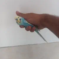 چند عدد مرغ عشق و عروس|پرنده|خمینیشهر, |دیوار