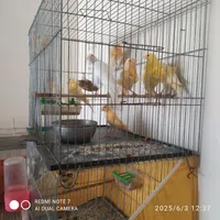 تابلو فرش .  عروس و عکس آخر قناری