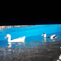 اردک نرو ماده