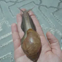 فروش حلزون های البینو ،اچاتینا و روتادزی