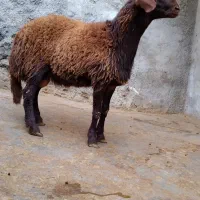 گوسفند بره قوچ های آنتیک ناب کیلویی۳۵۵|حیوانات مزرعه|ملایر, |دیوار