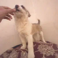 واگذاری کته سگ سرابی