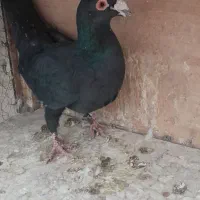 کبوتر زاغ کرمانی نر مست غریبگیری|پرنده|پاکدشت, حصار امیر|دیوار