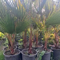 یاس هلندی ارتفاع ۲ متری|گل و گیاه طبیعی|رودسر, |دیوار