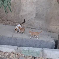 واگذاری بچه گربه|گربه|احمدآبادمستوفی, |دیوار