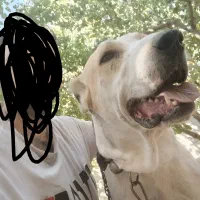 سگ نگهبان، افغان آلابای