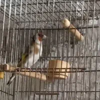 سهره|پرنده|امیدیه, |دیوار