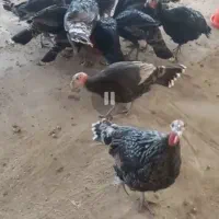 بوقلمون جوان نر ماده|حیوانات مزرعه|مشهد, شهید احمدی روشن|دیوار