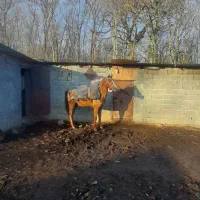 فروش فوری ..|اسب و تجهیزات اسبسواری|چمستان, |دیوار