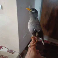 مینا دستی و طوطی برزیلی نیمه دستی معاوضه