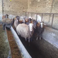 گوسفند ابستن