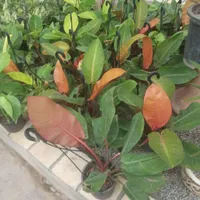 فروش گل و تعویض و ویزیت گل در منزل|گل و گیاه طبیعی|رفسنجان, |دیوار