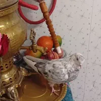 کبوتر پرشی|پرنده|کهریزک, |دیوار