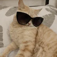 گربه اسکاتیش زرد