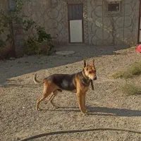 سگ ژرمن و گرگی|سگ|صوفیان, |دیوار