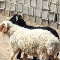 دوتا بره نر فروشی