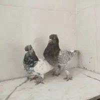 کبوتر|پرنده|اقلید, |دیوار