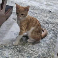 واگذار گربه مهربان|گربه|لاهیجان, گلستان|دیوار