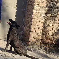 سگ نر مالینویر رنگ کمیاب