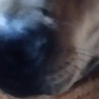 سگ پیدا شده