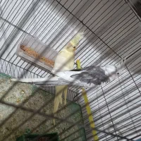 چند جفت عروس هلندی به فروش میرسد|پرنده|آذرشهر, |دیوار