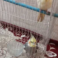 عروسهلندی|پرنده|رضویه, |دیوار