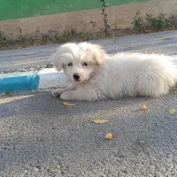 سگ اشپیتز|سگ|پرند, فاز ۶|دیوار