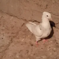 کبوتر رنگی ۹ عدد