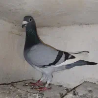 گو الا نر آماده آماده