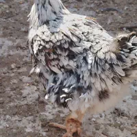 مرغ گلین|حیوانات مزرعه|پاکدشت, پاکدشت (مامازند)|دیوار