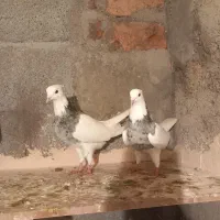 جفت طوقی هفت رنگ