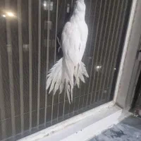 عروس هلندی مولد|پرنده|رشت, استقامت ۲|دیوار