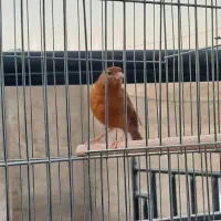 ماده قناری|پرنده|داراب, |دیوار