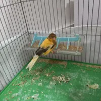 قناری نر ابلغ|پرنده|ملایر, |دیوار