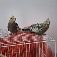 عروس هلندی|پرنده|رباط‌کریم, رباط‌کریم|دیوار