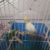 عروس هلندی نرلوتینو