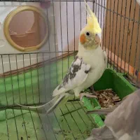 فروش یک عدد عروس هلندی