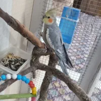 عروس هلندی