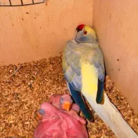 علمی ترین کانال طوطیسانان|پرنده|تهران, آسمان|دیوار