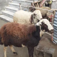 میش و بره / بره قوچ|حیوانات مزرعه|صحنه, |دیوار