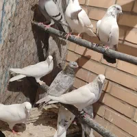 سلام دوستا گفتر تهرانی با شهر ستانی عوز میگنم