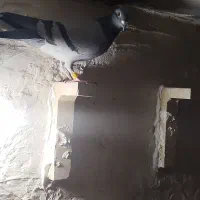 پلاکی و دورگ